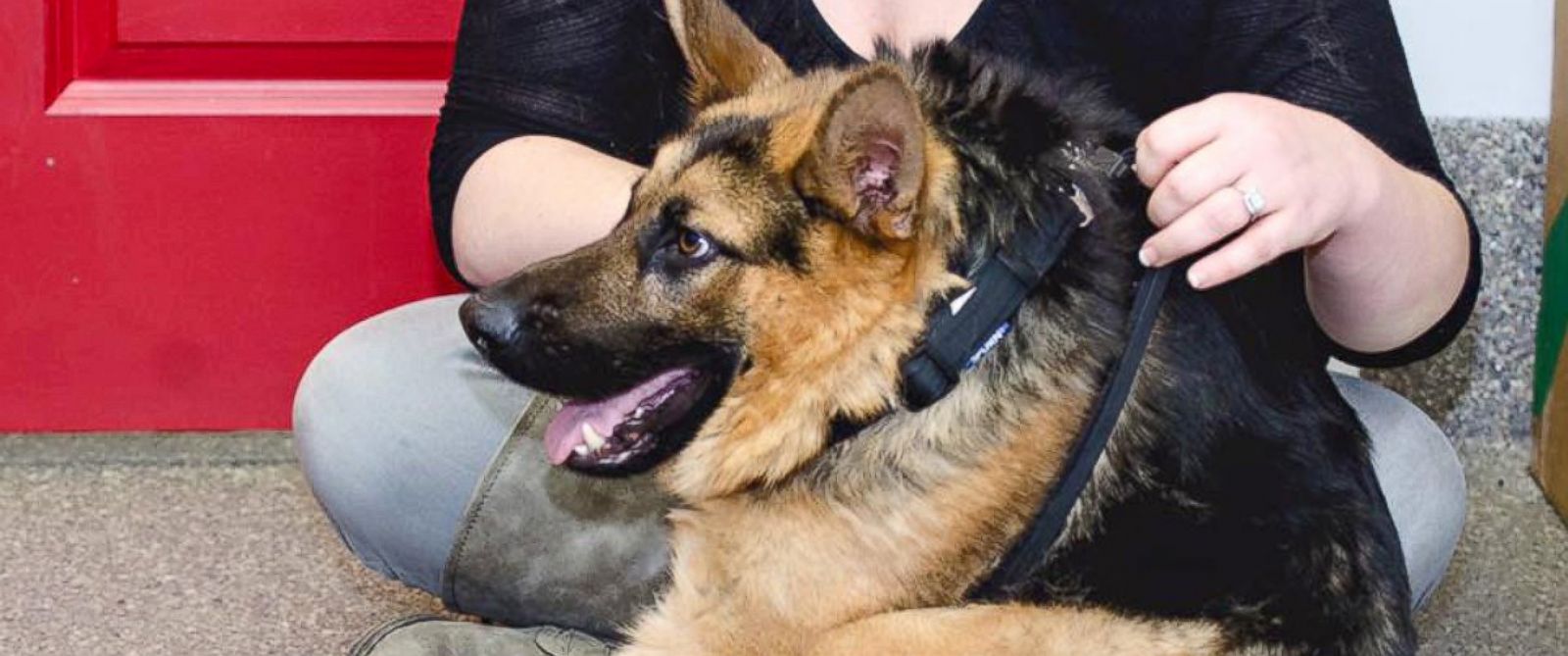 are german shepherds good for disability