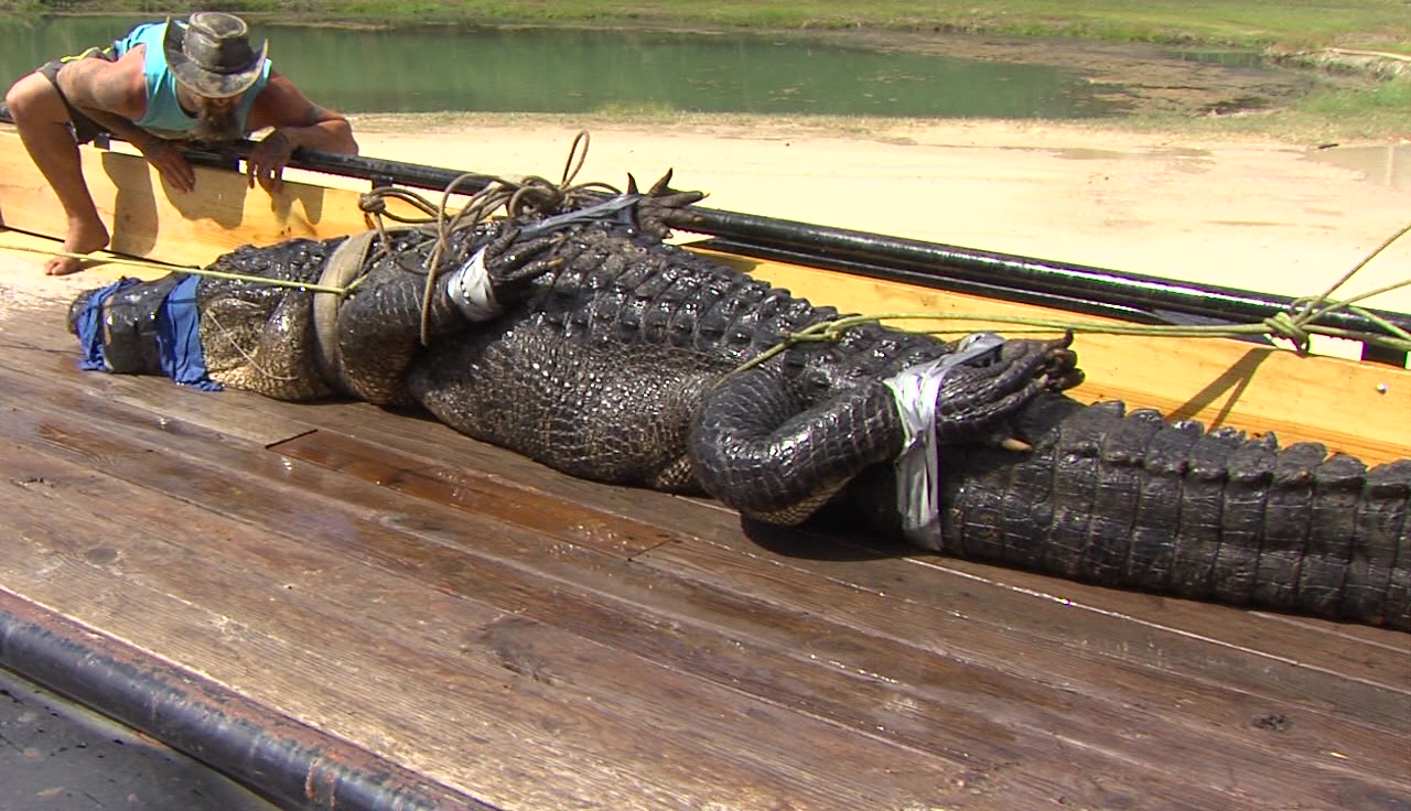 This gator is the largest one ever caught in Texas 12news