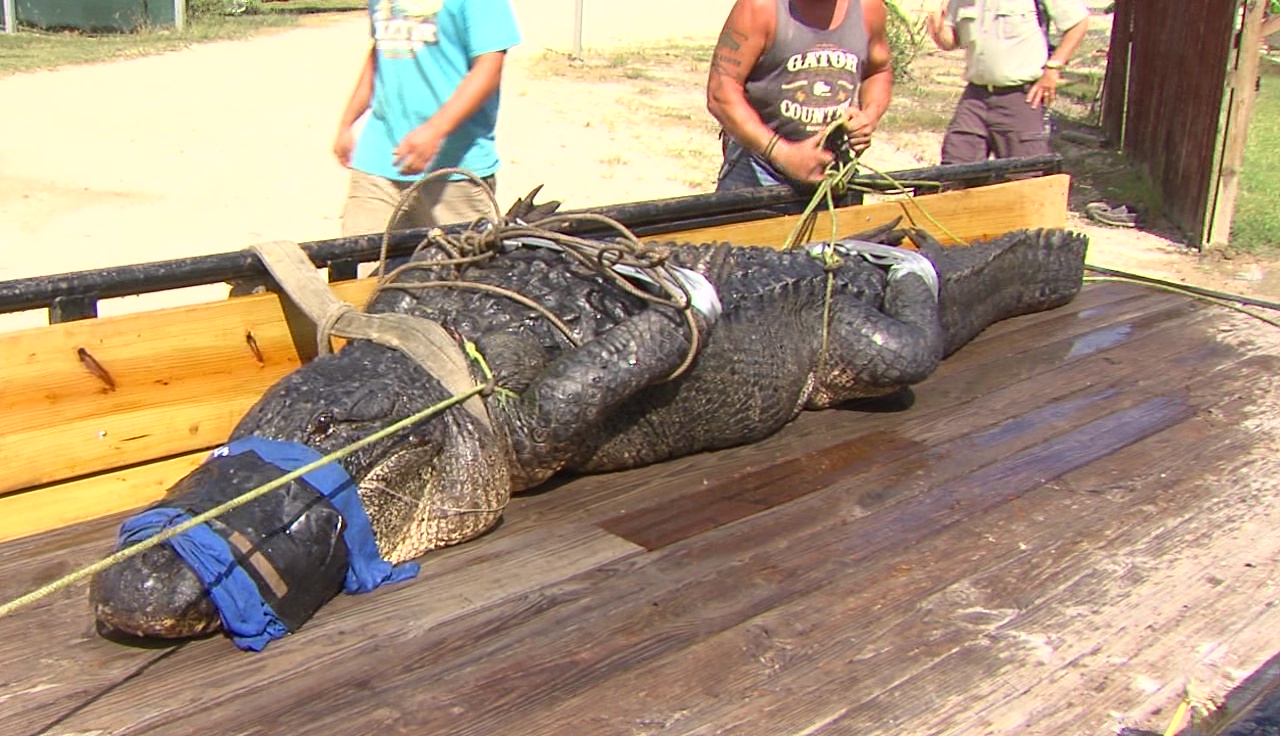 Outlook Identificere meddelelse Record breaking gator caught in Liberty County | 12newsnow.com