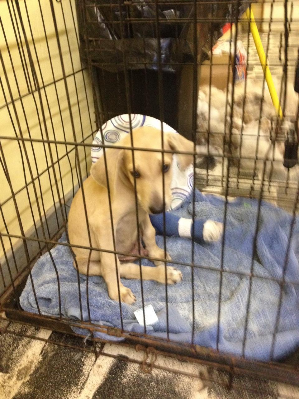 Puppy thrown from moving car in Jasper suffers second broken leg, has ...